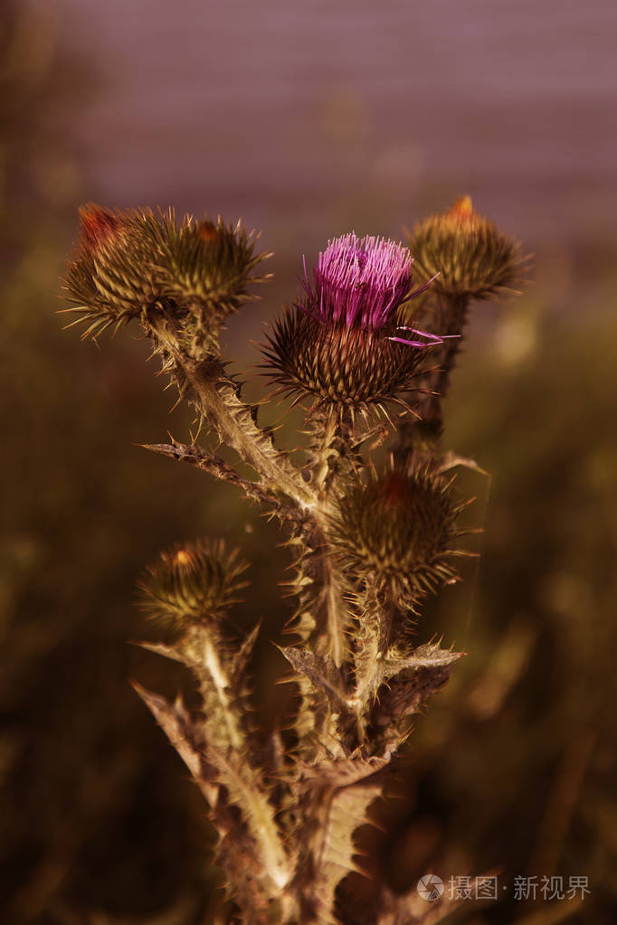 福花乳蓟特写牛奶蓟牛奶蓟玛丽苏格兰蓟玛丽蓟玛丽卡都牛奶蓟花以时尚