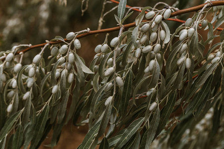 野橄榄树的新鲜绿色果实挂在绿叶丛中的树枝上的丛枝上照片