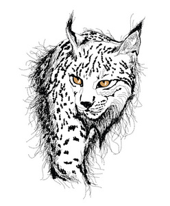 猞猁的邮票野猫素描研究照片