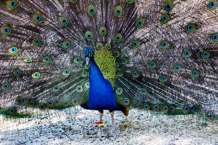 美丽的印度孔雀,尾巴上有明亮的羽毛. 鲜艳尾羽的混合颜色