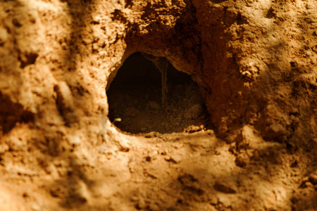 兔子洞. 散兵坑. 草原丘陵地带的动物洞穴. 野生动物的痕迹.