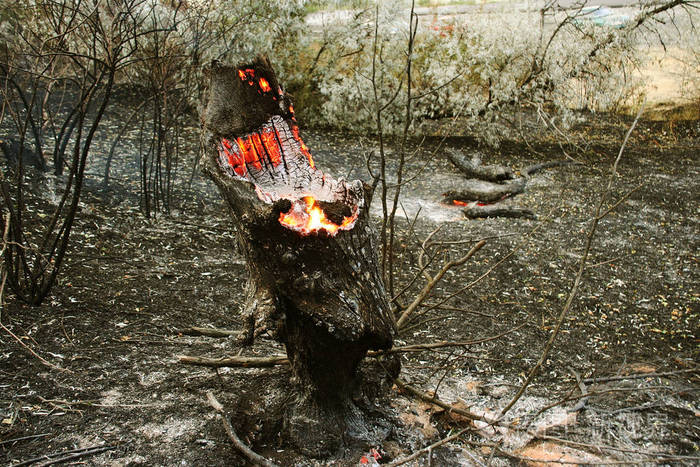 森林大火. 倒下的树在地面上燃烧大量的烟雾时,野火.