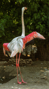 美丽的沼泽，明亮的鸟，粉红色的火烈鸟，靠近动物园的鸟舍。 美国粉红色火烈鸟是唯一的属科动物。