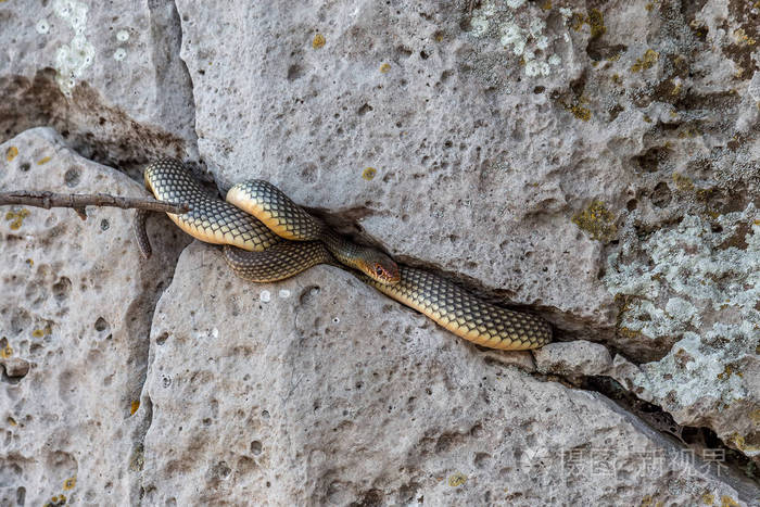 黄腹蛇在石头裂缝里晒太阳欧洲最大的蛇高达25米非常好斗的蛇选择性