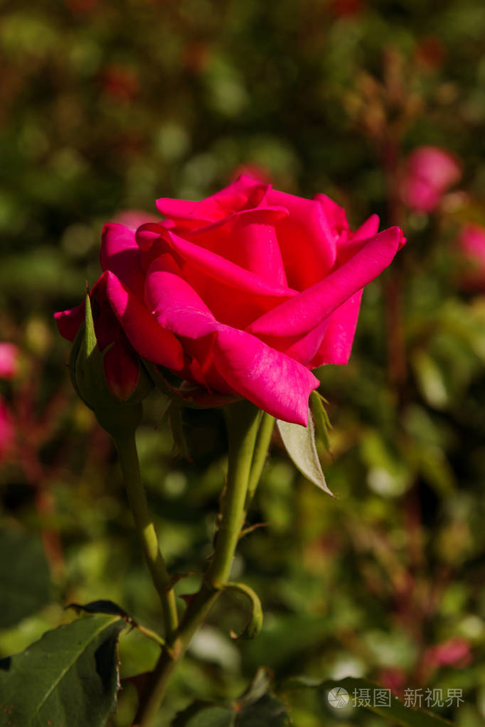 一朵盛开的红粉玫瑰花,带有淡淡的夏园背景