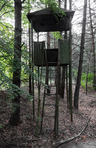 森林里一个旧的废弃的木制防护面罩真菌树冠。 树林里的木制瞭望塔。 切尔诺贝利核电站辐射区森林废弃观测塔，2017年