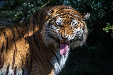 野生俄罗斯图片