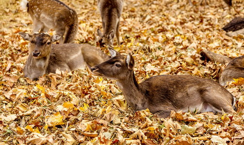 农场鹿群里的鹿在公园的黄色秋叶中休息。 雄性丢弃鹿角。 选择性聚焦