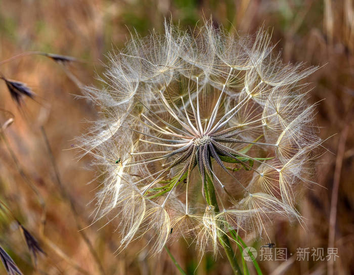 蒲公英种子的美丽花朵，让风