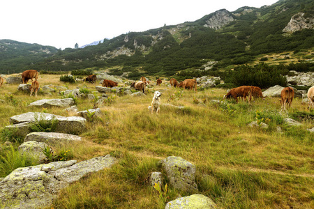 山区田园诗般的夏季景观，奶牛在绿色山谷的新鲜青山牧场上放牧，保加利亚皮林山脉背景的山峰