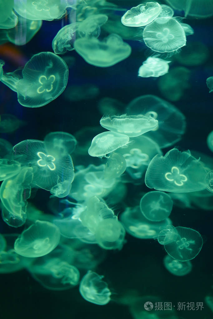 美丽的水母在霓虹灯与鱼海洋水母的水下生命令人兴奋的宇宙景象