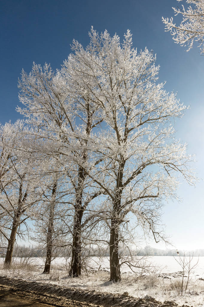 白雪覆盖的冬季道路雪覆盖道路一侧霜雪中的树木在寒冷阳光明媚的冬日