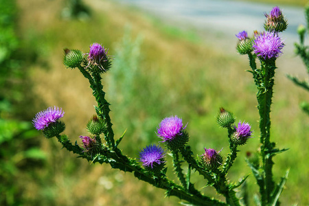 苏格兰威士忌蓟图片
