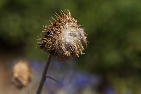 Milk Thistle34