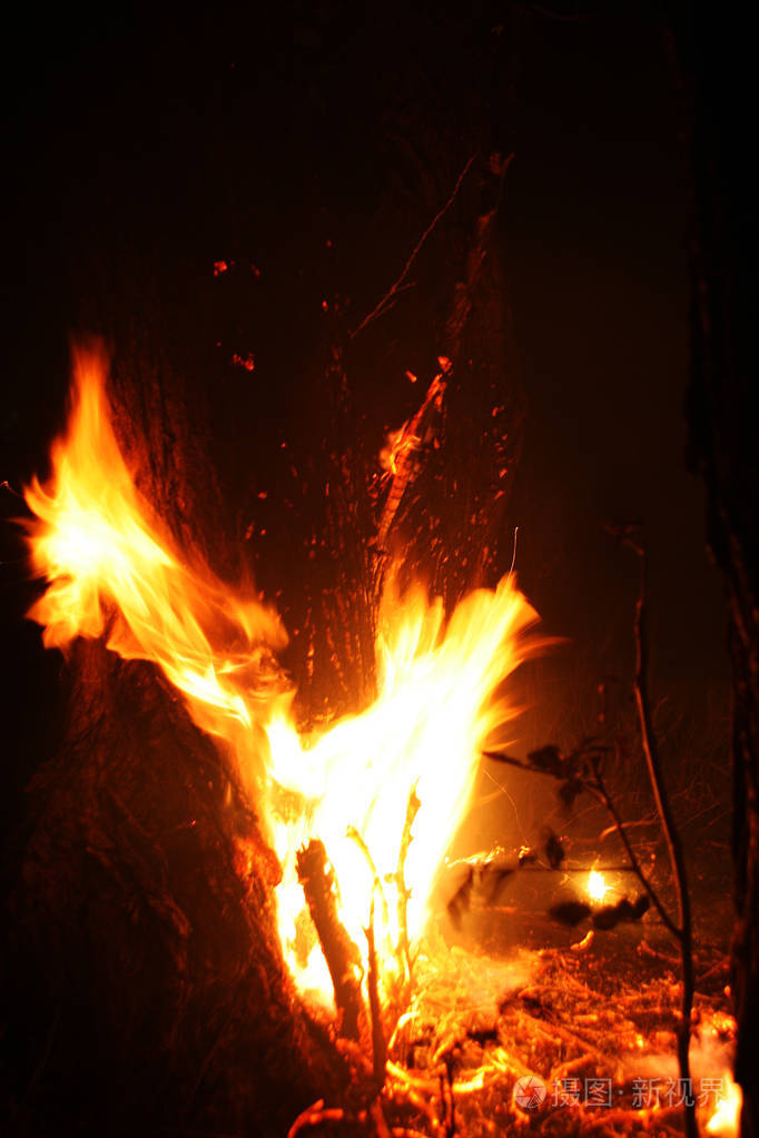 火摧毁一切,只留下焦树和灰烬. 森林燃烧是自然灾害. 森林火灾可驶