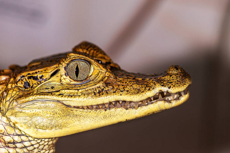 鳄鱼眼睛的头部在近距离选择性聚焦
