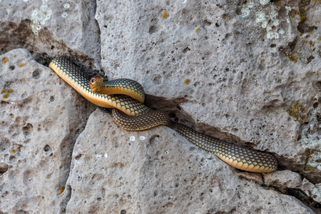 黄腹蛇在石头裂缝里晒太阳. 欧洲最大的蛇. 高达2.5米. 非常好斗的蛇.
