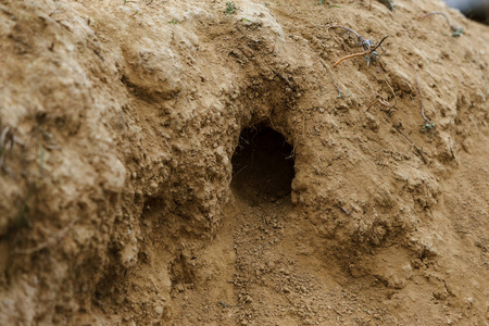 沙子上的小洞。 老鼠在沙地山上打洞。 动物之城。 山上的野生动物群，布满了迷宫似的洞