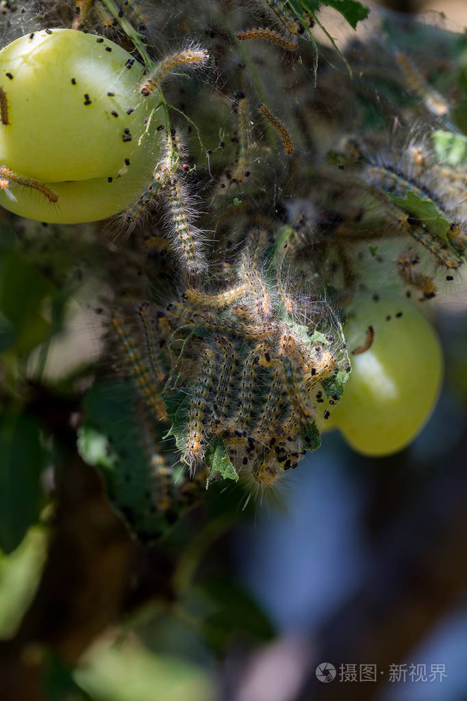毛毛虫在树上做茧毛毛虫吃树上的所有叶子茧中缠绕的网枝茧中蝴蝶的毛