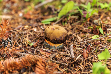 危险的野生蘑菇 选择性聚焦照片