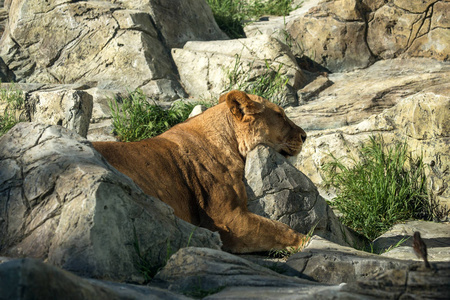 狮子骄傲的样子。 一只英俊的雄狮野兽之王。 在城市公共动物园宽敞的围栏里的非洲狮子潘提拉狮子座