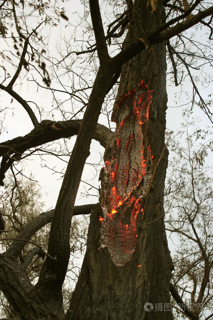 森林大火. 倒下的树在地面上燃烧大量的烟雾时,野火.