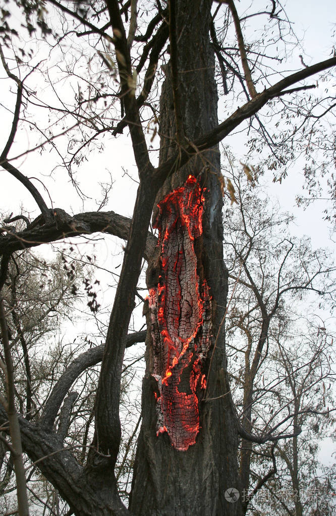 森林大火. 倒下的树在地面上燃烧大量的烟雾时,野火.