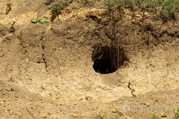 山上野生动物的殖民地,布满了迷宫般的洞. 兔子洞. 散兵坑.