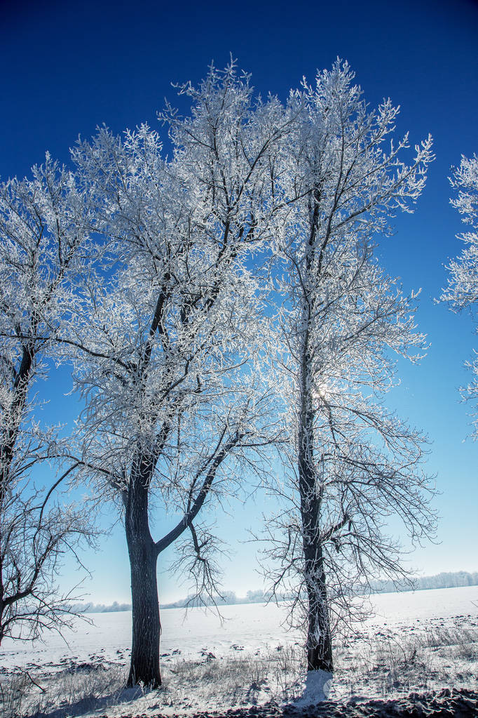 仙境. 雪林中霜冻的树. 阳光下宁静的冬日自然照片-正版商用图片16