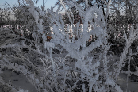 美丽的冬季景观背景，白雪覆盖的树木和冰河。 美丽阳光的冬天背景。 仙境。 雪林中霜冻的树。 阳光下宁静的冬日自然