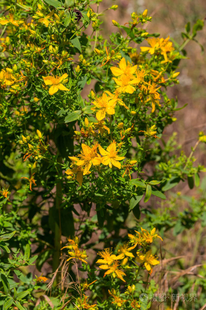 swortonthemeadowselectivefocusonsomeflowersplantst