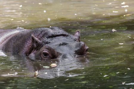 河马水图片