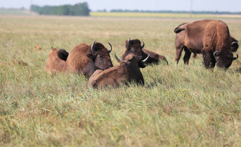 一群美丽的水牛正在奥斯卡尼亚新星国家狩猎公园的高草中休息。 保护区草原野生水牛的珍稀濒危品种。 濒危动物红皮书