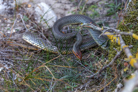 caspius黄腹蛇在石头裂缝里晒太阳. 欧洲最大的蛇. 高达2.5米.