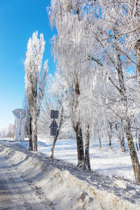 白雪覆盖的冬季道路。 雪覆盖道路一侧霜雪中的树木。 在寒冷阳光明媚的冬日，明亮的雪景