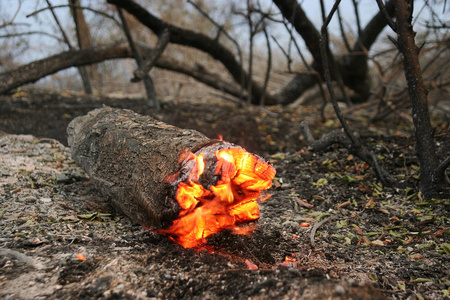 倒下的树在地面上燃烧大量的烟雾时,野火.