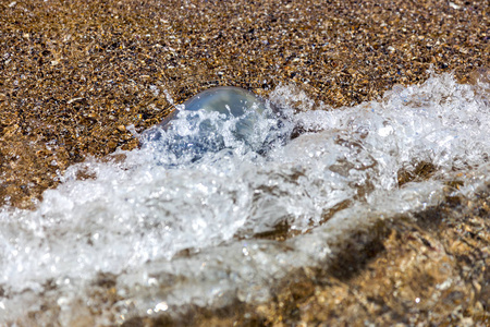 由于冷流的渗透，更深的水母漂浮在海泻湖中。 人们游泳的风险。 装饰和创意设计的不同寻常背景。 海浪的美丽效果