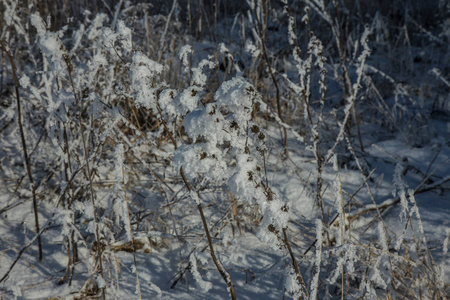 美丽的冬季景观背景，白雪覆盖的树木和冰河。 美丽阳光的冬天背景。 仙境。 雪林中霜冻的树。 阳光下宁静的冬日自然