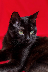 美丽的黑猫在工作室的黄色和红色背景在各种姿势。 毛茸茸的黑猫。 一只黑猫的肖像。 选择性关注焦点