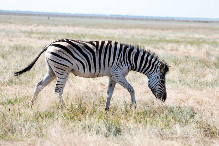 斑马在体内牧场放牧沙漠野生动物国家生物阿斯卡尼亚新乌克兰保护动物