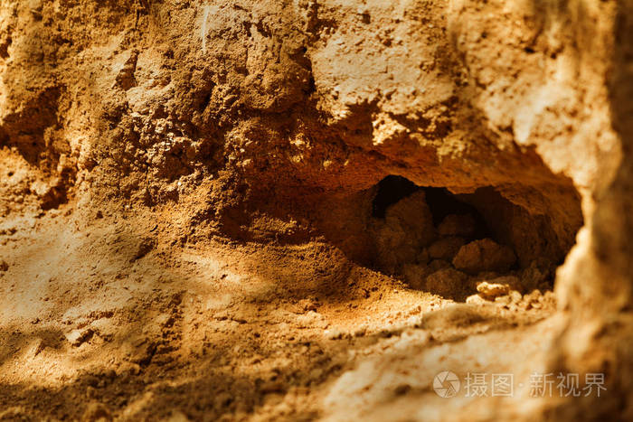 野生动物之城山上野生动物的殖民地布满了迷宫般的洞