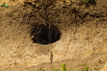 山上野生动物的殖民地,布满了迷宫般的洞. 兔子洞. 散兵坑.