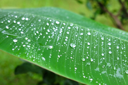 雨滴露珠香蕉叶图片