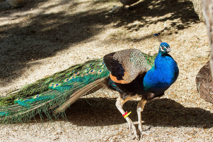 美丽的印度孔雀,尾巴上有明亮的羽毛. 鲜艳尾羽的混合颜色