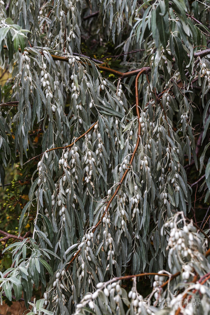 野生无味的不可食用橄榄果实在橄榄树上的橄榄和树枝的细节野橄榄树的