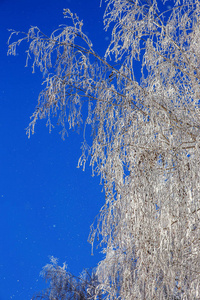 美丽的冬季景观背景，白雪覆盖的树木和冰河。 美丽阳光的冬天背景。 仙境。 雪林中霜冻的树。 阳光下宁静的冬日自然