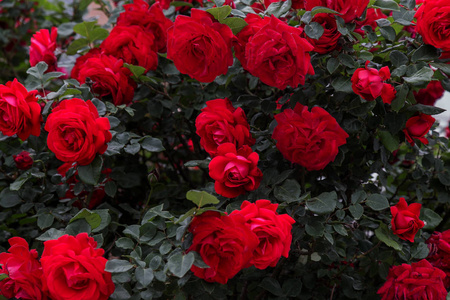 花园灌木丛上玫瑰的大花序的自然背景.