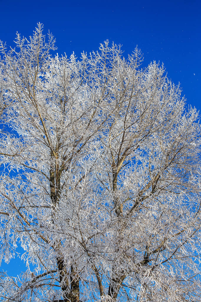 美丽的冬季景观背景,白雪覆盖的树木和冰河. 美丽阳光的冬天背景. 仙