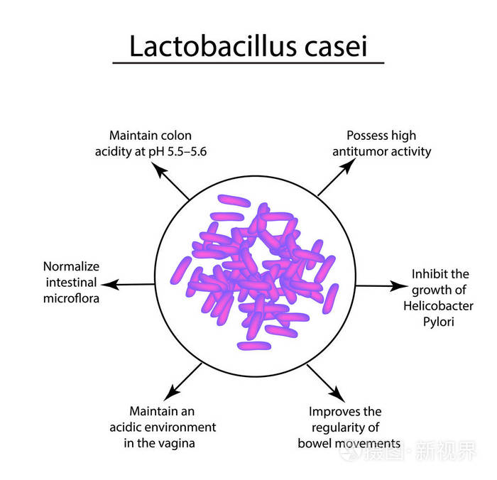 乳酸菌示意图图片