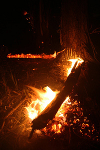 森林大火。 倒下的树在地面上燃烧大量的烟雾时，野火。 火摧毁一切，只留下焦树和灰烬。 森林燃烧是自然灾害。 森林火灾可视化